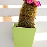 Casa Ginebras Apartmán *