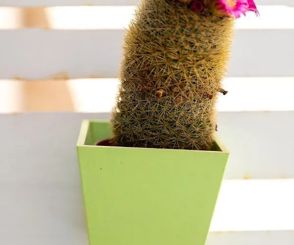 Casa Ginebras Apartment *